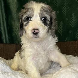 Purple collar girl - female Newfypoo puppy in Fairfield, California from Twin Sisters Doodles