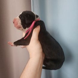 Pink collar - Mantle female Great Dane puppy in Alton, Illinois from Show Me Great Danes and Basset Hounds