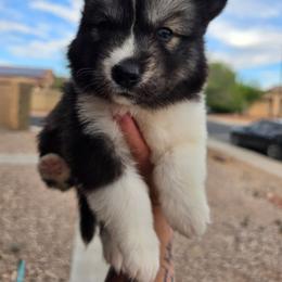 Puppy 2 - Agouti and white female Siberian Husky puppy in Buckeye, Arizona from Anime Huskies
