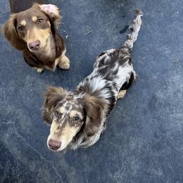 Cooper (GUARDIAN) - Dapple male Dachshund puppy in Cherry Valley, California from Sugar and Spice Dachshunds