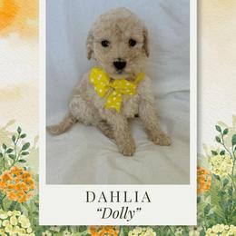 Dahlia - Cream female Labradoodle puppy in Kingman, Arizona from The Dood Ranch
