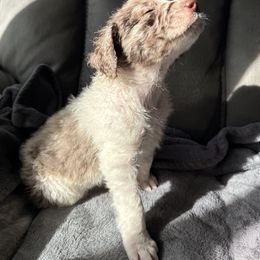 Aussiedoodle Puppies from Vali Girl Aussiedoodles