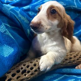 Bear - Piebald male Dachshund puppy in Covington, Kentucky from K&L Dachshunds