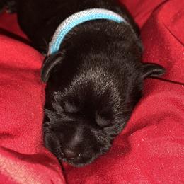 Miniature Schnauzer Puppies from Circle R Ranch