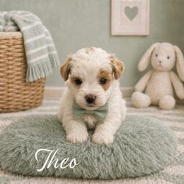 Theo - White male Maltipoo puppy in Bowling Green, Kentucky from Denise Clark