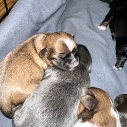 Shih Tzu Puppies from The Lion dog Shih Tzu