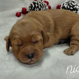 Nicolas - Red  male Goldendoodle puppy in Eau Claire, Wisconsin from Fisher River Doodle's