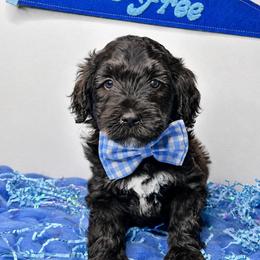 Bean - Black and white male Bernedoodle puppy in Otisville, Michigan from Danie’s Darling Doodles LLC