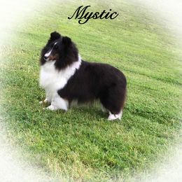 Mystic - Shetland Sheepdog