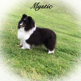Mystic - Shetland Sheepdog