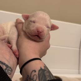 Dahlia - White female American Staffordshire Terrier puppy in Lizella, Georgia from Àine Amstaffs