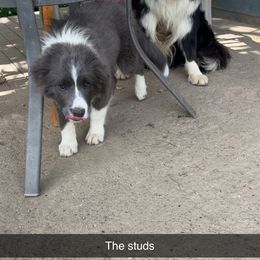 Border Collie All Grown Up from Ransom Ridge Border Collies