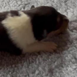 Barnaby - Black white and tan male Collie puppy in Malvern, Arkansas from Lost Acres Collies