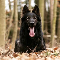 Kove - German Shepherd