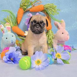 Apricot Girl (Blue toe) - Fawn female Pug puppy in Tulsa, Oklahoma from Locust Creek Pugs