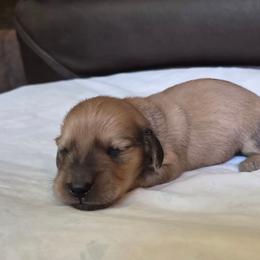Nalu - Cream male Dachshund puppy in Eldon, Missouri from Pure Joy Dachshunds
