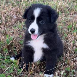 Trixie - Black & white female Miniature Australian Shepherd puppy in Stuart, Iowa from Arbor Hill Aussies