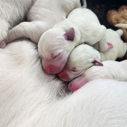 White Lab Pup Girl 3 - Yellow female Labrador Retriever puppy in Arizona from Lily's White Labs