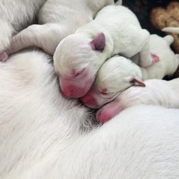 White Lab Pup Girl 3 - Yellow female Labrador Retriever puppy in Arizona from Lily's White Labs