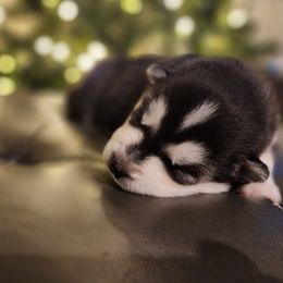 Sol - Black and white male Siberian Husky puppy in Madison, Georgia from Thornbury Kennel