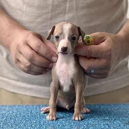 Boy 1 - Blue fawn male Italian Greyhound puppy in Sugar Valley, Georgia from Pinnacle Farm and Kennel