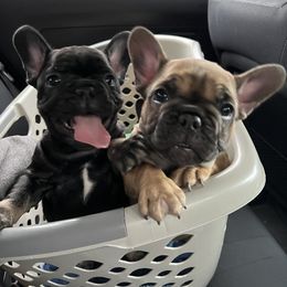 French Bulldog Puppies from Stratton Kennel