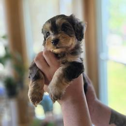 Alastar - Blue roan and tan male Cockapoo puppy in Little Valley, New York from Velvet Moon Cockapoos