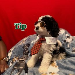 Tip - Black male Goldendoodle puppy in Cordova, Tennessee from TrueLine kennels