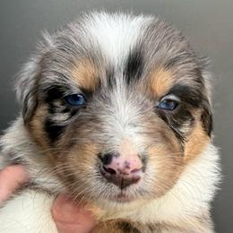 Annie - Blue merle female Australian Shepherd puppy in Stanford, Kentucky from Red Feather Aussies
