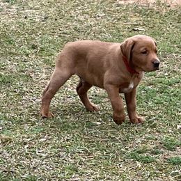 Labrador Retriever Puppies from Cajun Water Retrievers