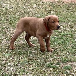 Labrador Retriever Puppies from Cajun Water Retrievers