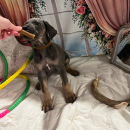 Edmund - Blue male Great Dane puppy in Logan, West Virginia from Zealous Danes