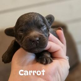 Carrot - Brown female Cockapoo puppy in Perry, Arkansas from Parker's Cockapoos