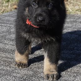 Talon - Bi-color male German Shepherd puppy in Muldrow, Oklahoma from Reizarf Kennels