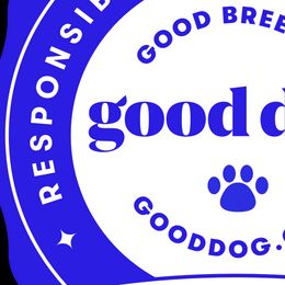 Australian Shepherds from OutBack Aussie OutLaws