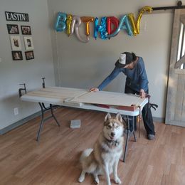 Snoopy - Siberian Husky