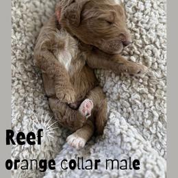 Reef - Red  male Goldendoodle puppy in Inez, Texas from Heavenly H Doodles