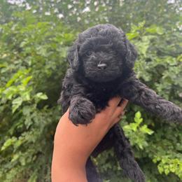 Nara - Black female Poodle puppy in Matteson, Illinois from Poudelisse Puppy Studio