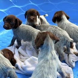 Tess - Brown and gray female Wirehaired Pointing Griffon puppy in Shelbyville, Texas from AndersonK9Kennels Bayou Beards