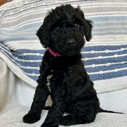 Pink - Black female Poodle puppy in Millville, New Jersey from Michelle's Doodles