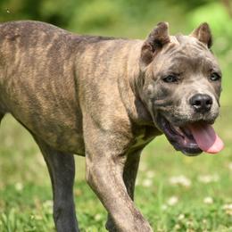 Cane Corso Puppies from Willow Creek Cane Corsos