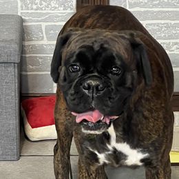 Cha cha - Boxer