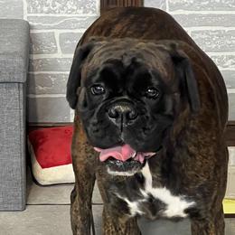 Cha cha - Boxer