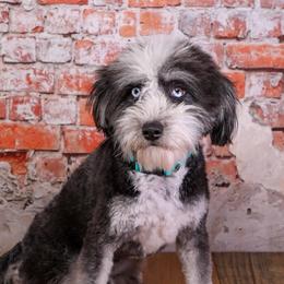 Ollie - Assorted Doodle Crosses