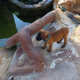 Mastiff Puppies from Peter Moser's Mastiffs