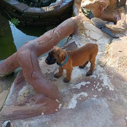 Mastiff Puppies from Peter Moser's Mastiffs