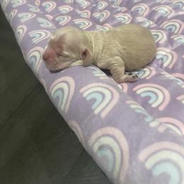 Light blue - Buff male Cocker Spaniel puppy in Corcoran, California from Finest cocker spaniel