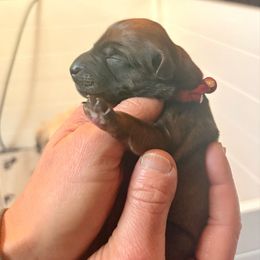 Boy 4 - Wheaten male Soft Coated Wheaten Terrier puppy in Fowler, Ohio from Warzalas wheatens