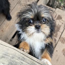 Josie spayed - Black and tan female Assorted Doodle Crosses puppy in Kentucky from Em&M Pomeranians