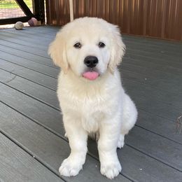 Golden Retriever Puppies from Smokey Mountain English Goldens